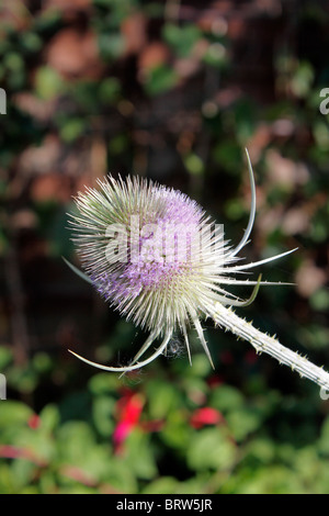 DIPSACUS FULLONUM. TEASEL IN FIORE Foto Stock