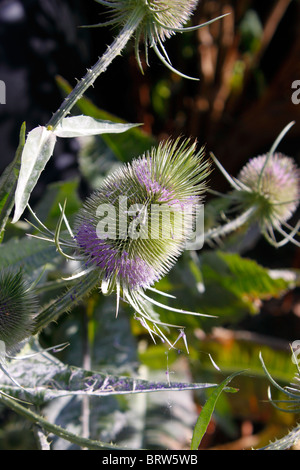 DIPSACUS FULLONUM IN FIORE. TEASEL. Foto Stock