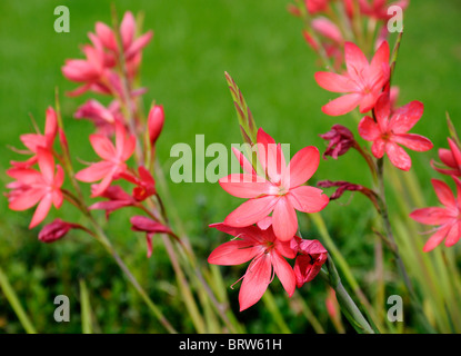 Schizostylis coccinea anita rosa kaffir gigli Giglio Fiore rosso fiori fioriscono blossom morbida messa a fuoco selettiva Foto Stock