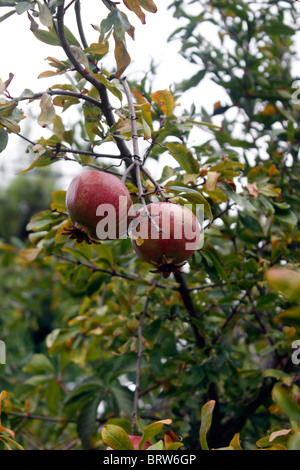 PUNICA GRANATUM. Il Melograno che cresce su un albero IN HALKIDIKI IN GRECIA. Foto Stock