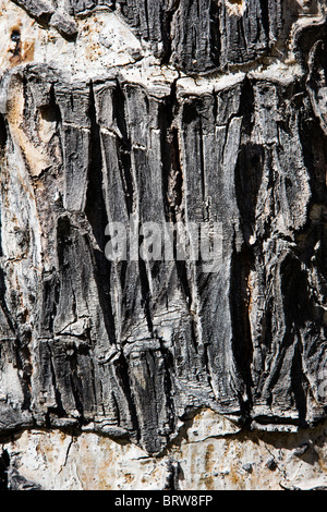 Close-up del graffiato la corteccia di un albero di Aspen in autunno, Green Creek Trail, San Isabel National Forest, Colorado, STATI UNITI D'AMERICA Foto Stock