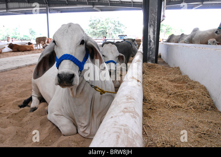 Xmatkuil, yucatan / MESSICO - novembre 12: zebù tori mostrato durante la xmatkuil fiera regionale Foto Stock