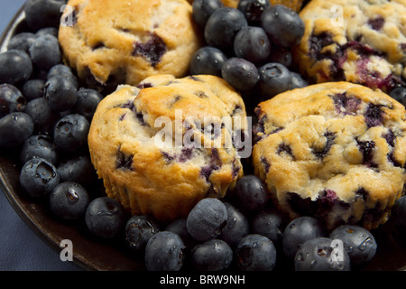 Grande lastra di muffin ai mirtilli circondato da mirtillo nero su blu Foto Stock