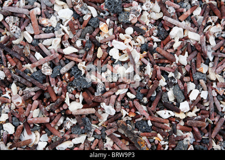 Ricci di mare, conchiglie, crostacei, spiaggia, Fernandina, Punta Espinosa, Isola Arcipelago delle Galapagos, Patrimonio Mondiale dell Unesco Foto Stock