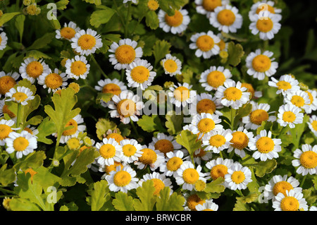 Piretro aureum " golden moss' letto fiori display Tanacetum cinerariifolium piretro margherite Foto Stock