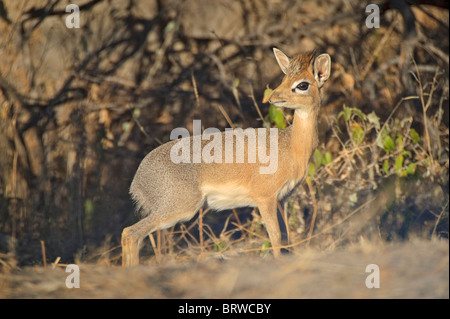 Kirk's dik-dik (madoqua kirkii) su dik-dik-drive, il parco nazionale di Etosha, Namibia, Africa Foto Stock