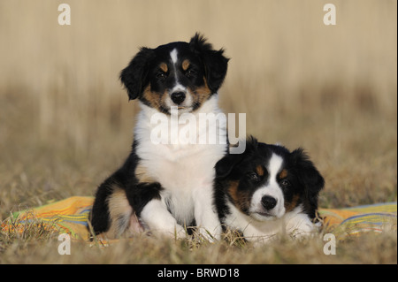 Pastore australiano (Canis lupus familiaris). Due Cuccioli seduto accanto a ogni altro. Foto Stock