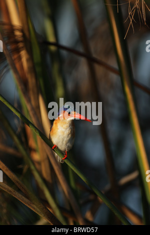 Malachite Kingfisher (Alcedo cristata) in canneti del delta dell'Okavango, Botswana. Foto Stock