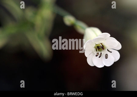 Silene uniflora Druitt variegato del fiore bianco bloom blossom sea cliff impianto Foto Stock