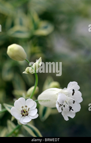 Silene uniflora Druitt variegato del fiore bianco bloom blossom sea cliff impianto Foto Stock