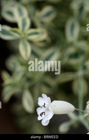 Silene uniflora Druitt variegato del fiore bianco bloom blossom sea cliff impianto Foto Stock