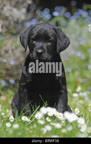 Il Labrador Retriever (Canis lupus familiaris), nero cucciolo seduto in un giardino. Foto Stock