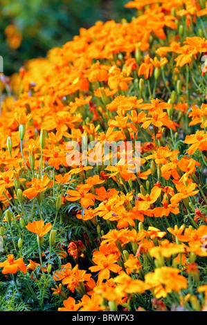 Tagetes Tenuifolia 'tangerine Gem' signata pumila Signet francese Calendula fiore di arancia bloom fiore pianta annuale Foto Stock