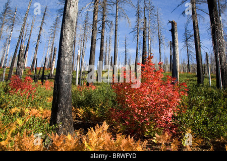 Vine maple diventa rosso in autunno nei resti carbonizzati di un fuoco di foresta in Oregon Cascade Mountains Foto Stock