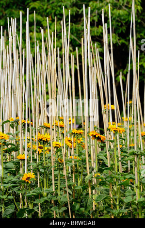 Girasole Helianthus annuus maze supporto supportato treno canna di bambù blossom blooming Asteraceae Compositae Asteridae Asterales Foto Stock