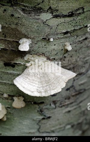 Ripiano della staffa di funghi fungo fungo frutta fruttifero corpo conk corpi morti conks decadimento decadimento legno albero ecosistema decomporsi Foto Stock