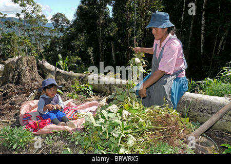 BOLIVIA gli agricoltori di Caranavi Foto Stock