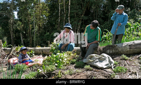 BOLIVIA gli agricoltori di Caranavi Foto Stock