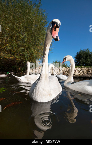 Cigni su l'acqua Foto Stock