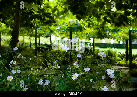 Anemoni giapponesi, Anemone X Hybrida al Progetto Eden in Cornwall, Regno Unito Foto Stock