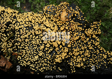 Stampo di fango Trichia varia prese a Eastham Country Park, Wirral, Regno Unito Foto Stock