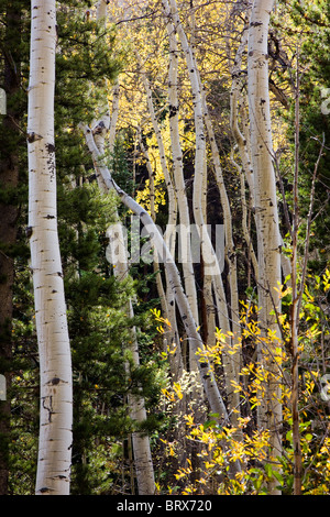 Aspen alberi in autunno, Green Creek Trail, San Isabel National Forest, Colorado, STATI UNITI D'AMERICA Foto Stock