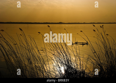 Japanese Pampas erba dal lago Foto Stock