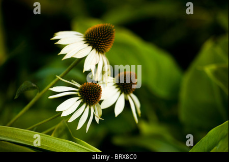 Echinacea purpurea 'White Swan", Coneflowers Foto Stock