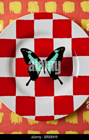 Verde e nero farfalla sulla pedina rossa piastra Papilio phorcas Foto Stock