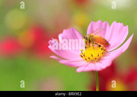 Ape su Cosmo fiore Foto Stock