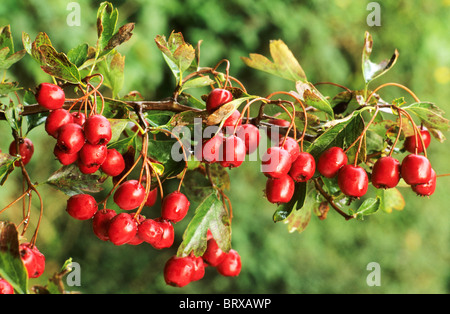 Crataegus monogyna, bacche, biancospino bacca rossa frutta frutti autunnali autunno autunno Foto Stock