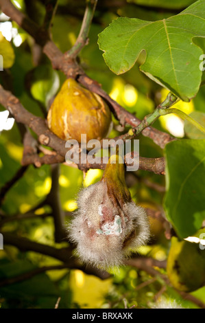 Marciume fig frutto sull'albero a causa di troppa pioggia e la mancanza di sole che mostra le spore di funghi hyphae di pinmold Foto Stock