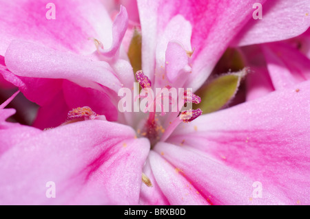 Ripresa macro di un Pelargonium hortorum fiore Foto Stock