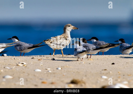 I capretti Skimmer nero Foto Stock