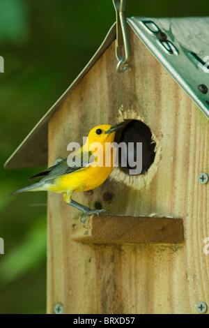 "Prothonotary trillo' 'Protonotaria citrea' Foto Stock