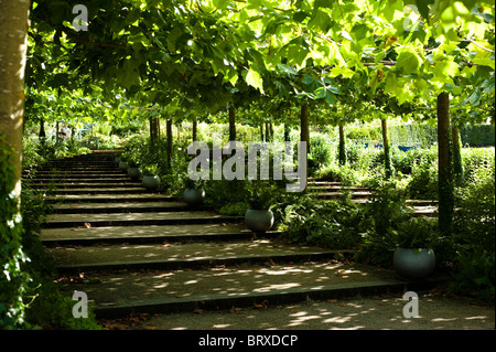 Avenue of London piani, Platanus x acerfolia, all'Eden Project in Cornovaglia Foto Stock