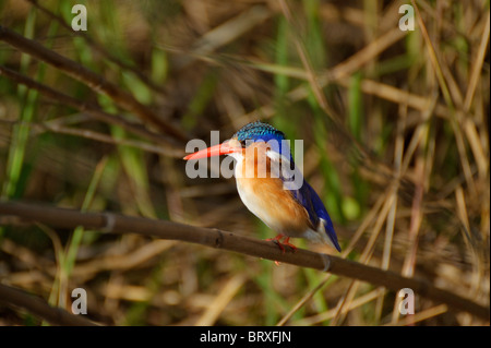 Malachite Kingfisher (Alcedo cristata) sul fiume Okavango, Namibia, Africa Foto Stock