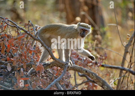 Vervet monkey (chlorocebus pygerythrus), drotsky cabine del campeggio, Botswana, Africa Foto Stock