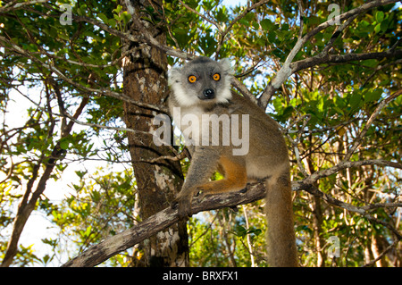 Lemuri selvatici lana marrone del Madagascar Madagascar lemure foresta selvaggia foresta pluviale prosimian ad albero Foto Stock