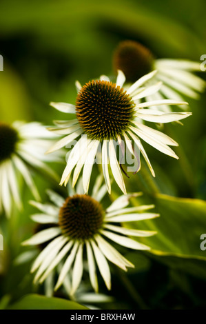 Echinacea purpurea 'White Swan", Coneflowers Foto Stock