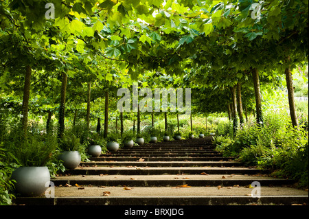 Avenue of London piani, Platanus x acerfolia, all'Eden Project in Cornovaglia Foto Stock