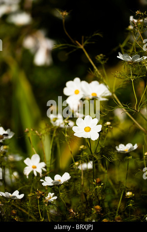 White Cosmos bipinnatus in fiore in tarda estate Foto Stock