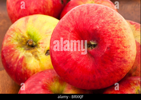 Mele, Malus domestica " Newton Wonder' Foto Stock