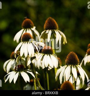 Echinacea purpurea 'White Swan", Coneflowers Foto Stock