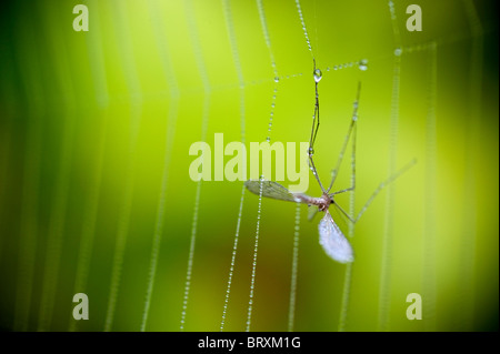 Catturati bug in spider web Foto Stock