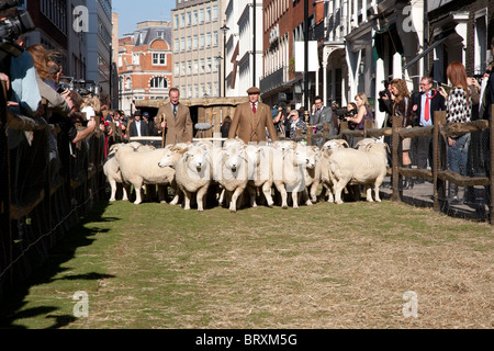 Pecore prendere su Savile Row Foto Stock