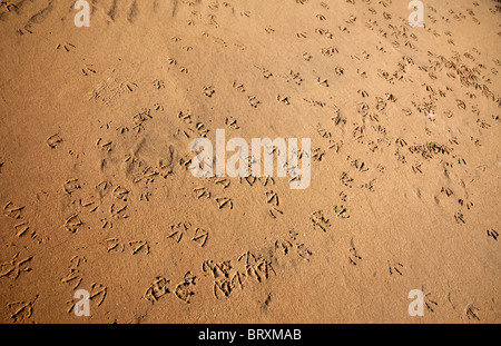 Carichi di seagull tracce sulla spiaggia di sabbia Foto Stock