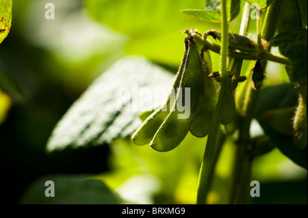 Edamame, fagioli di soia o i semi di soia Foto Stock