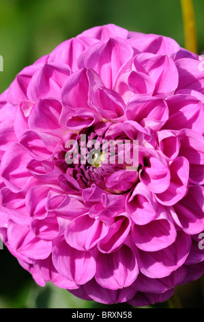 Dahlia Parigi scuro fiori rosa composto capitulum infiorescenza Foto Stock