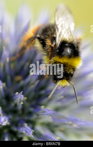 riro di echinops, thistle del globo, bratte perenni erbacee spinose che alimentano l'ape che impollinating fiori blu fioriscono Foto Stock